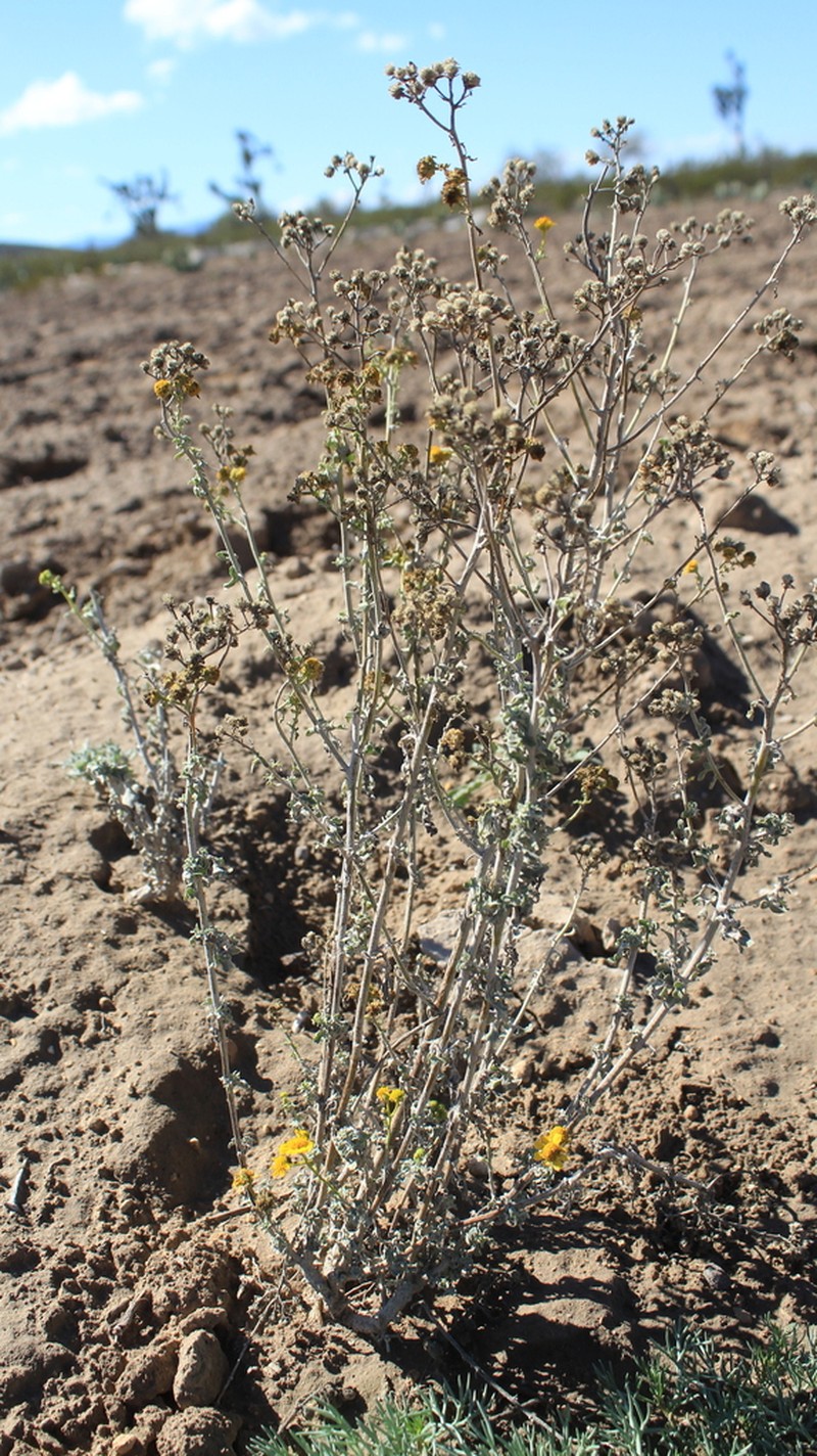 Zaluzania parthenioides photo 6