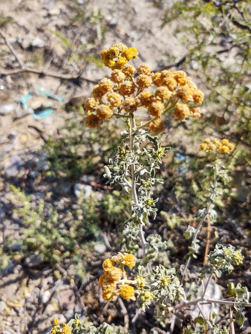 Zaluzania parthenioides photo 8