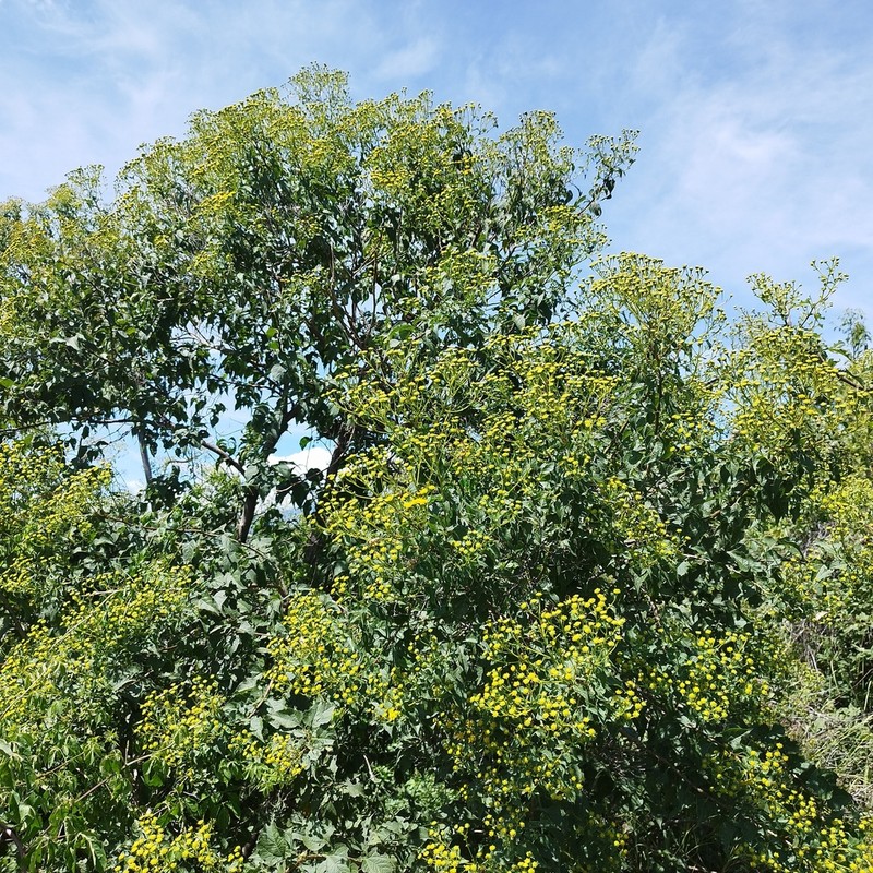 Zaluzania pringlei