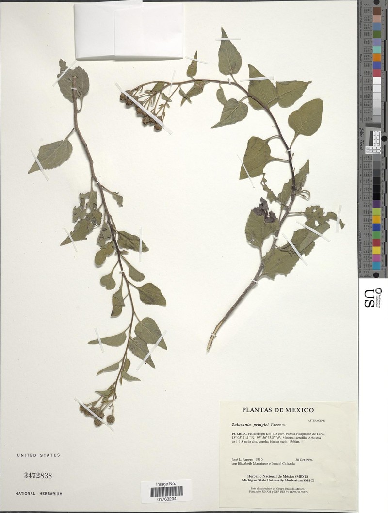 Zaluzania pringlei photo 2