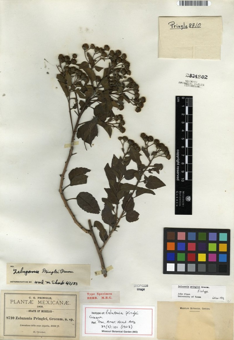 Zaluzania pringlei photo 4