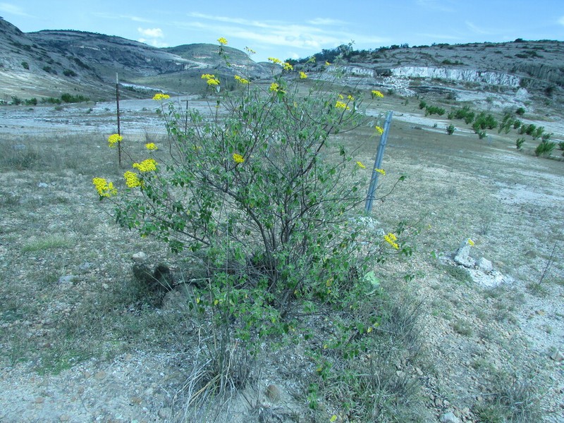 Zaluzania subcordata photo 2