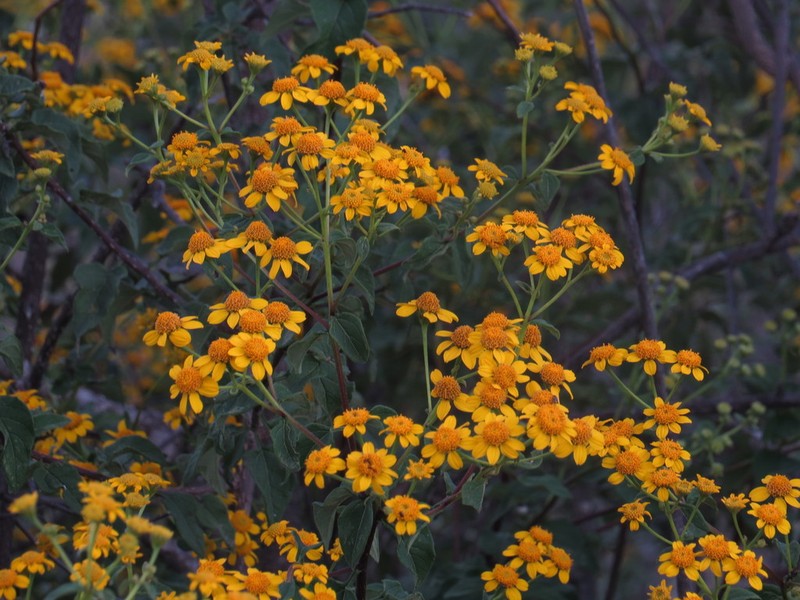 Zaluzania subcordata photo 3