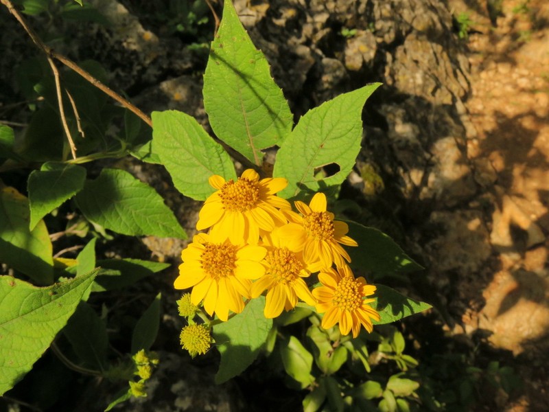Zaluzania subcordata photo 4