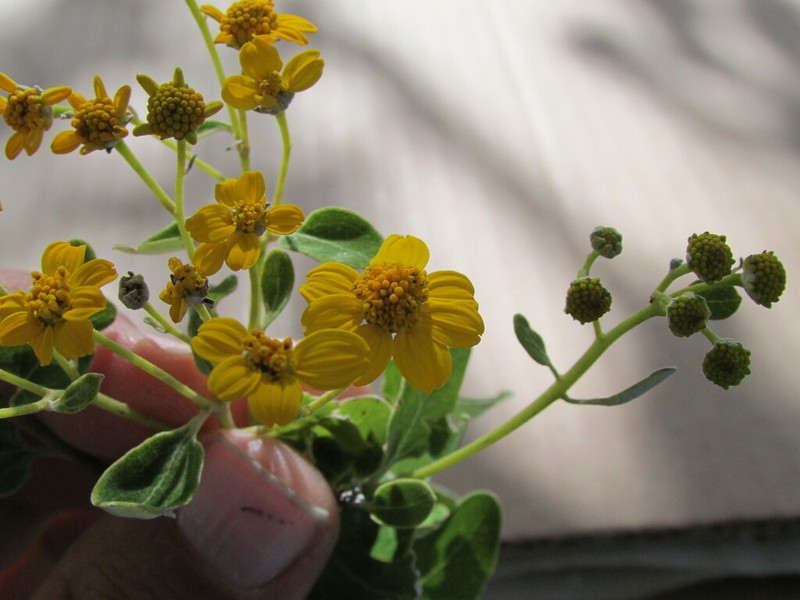 Zaluzania subcordata photo 5