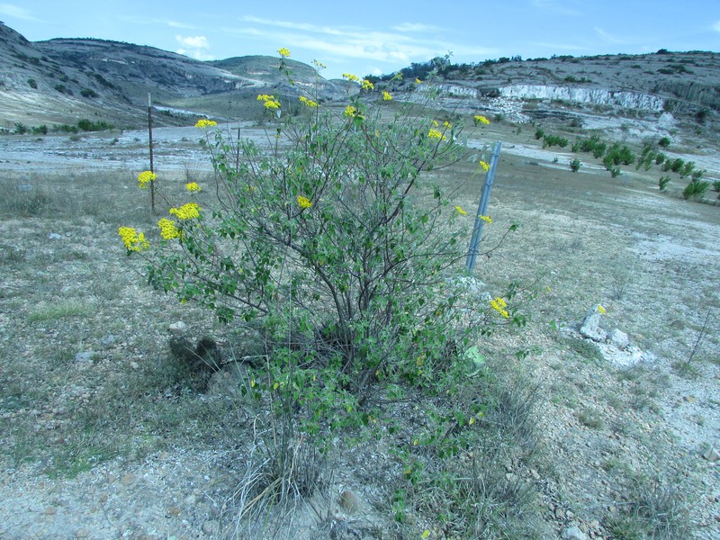 Zaluzania subcordata photo 7