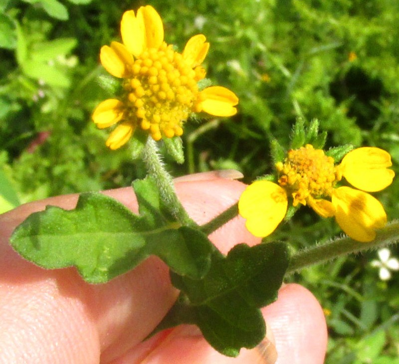 Zaluzania triloba