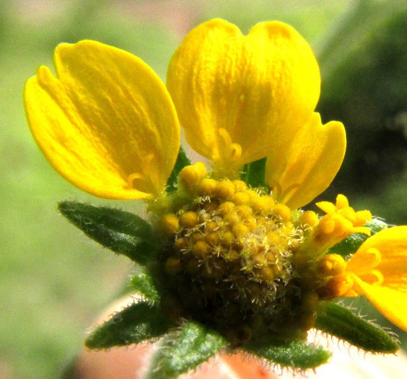 Zaluzania triloba photo 2