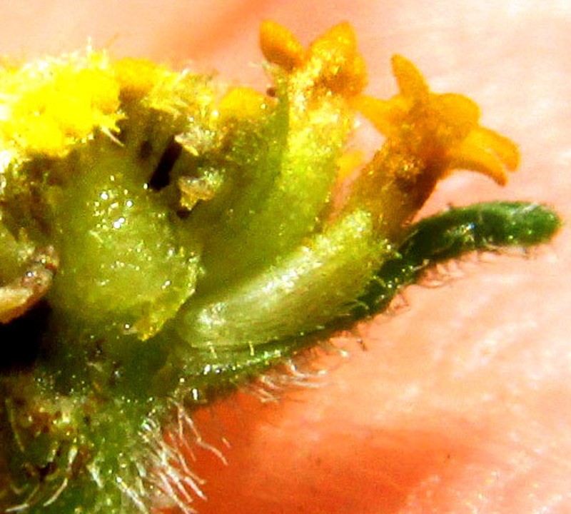 Zaluzania triloba photo 3
