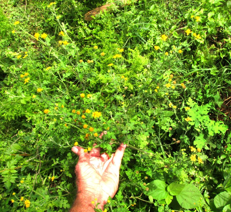 Zaluzania triloba photo 6