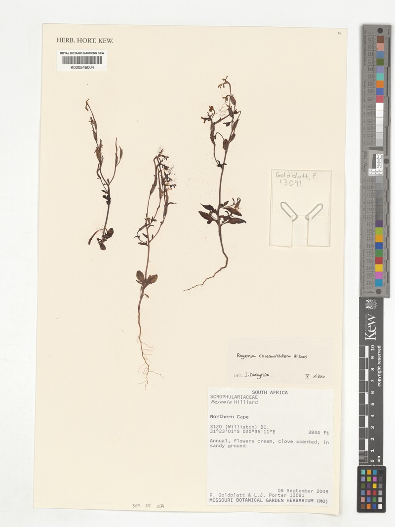Zaluzianskya chasmanthiflora