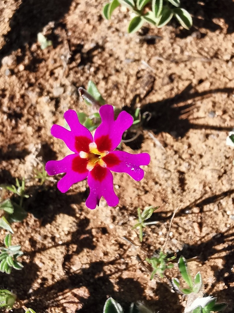 Zaluzianskya regalis