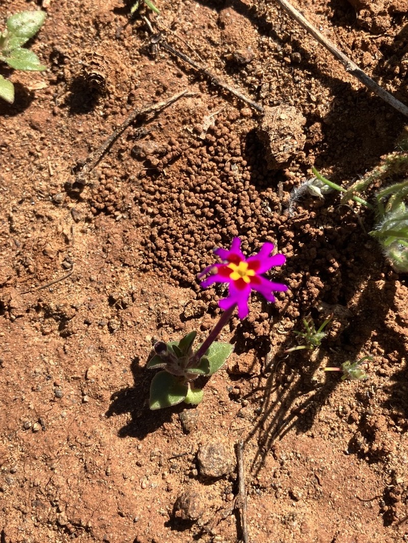 Zaluzianskya regalis photo 2