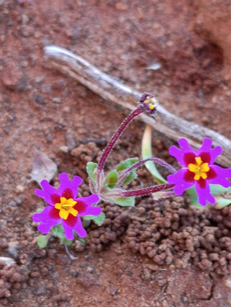 Zaluzianskya regalis photo 5