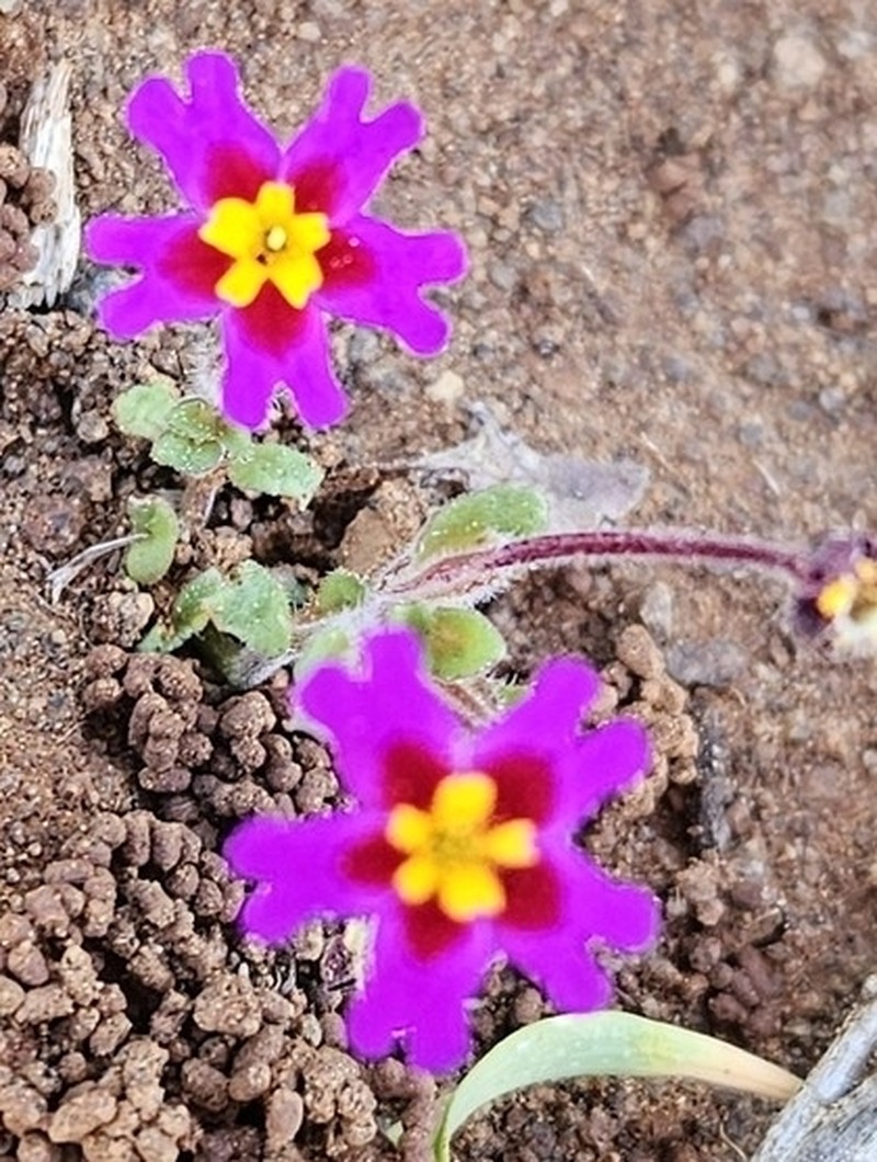 Zaluzianskya regalis photo 6