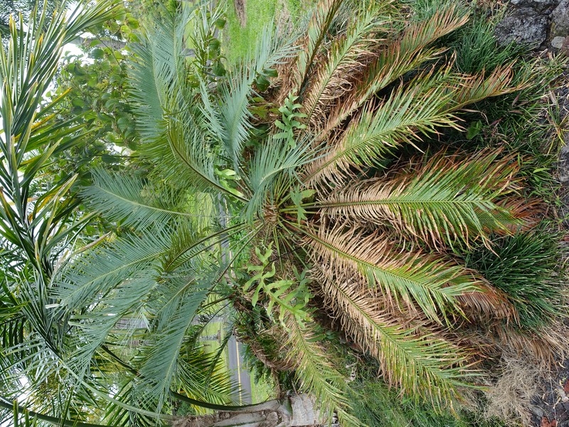 Zamia photo 3
