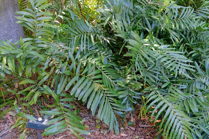 Zamia photo 4