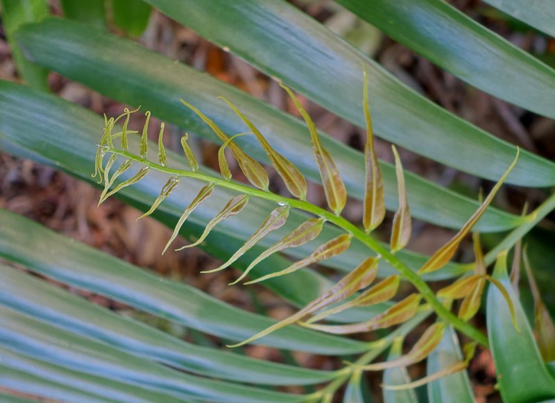 Zamia photo 5