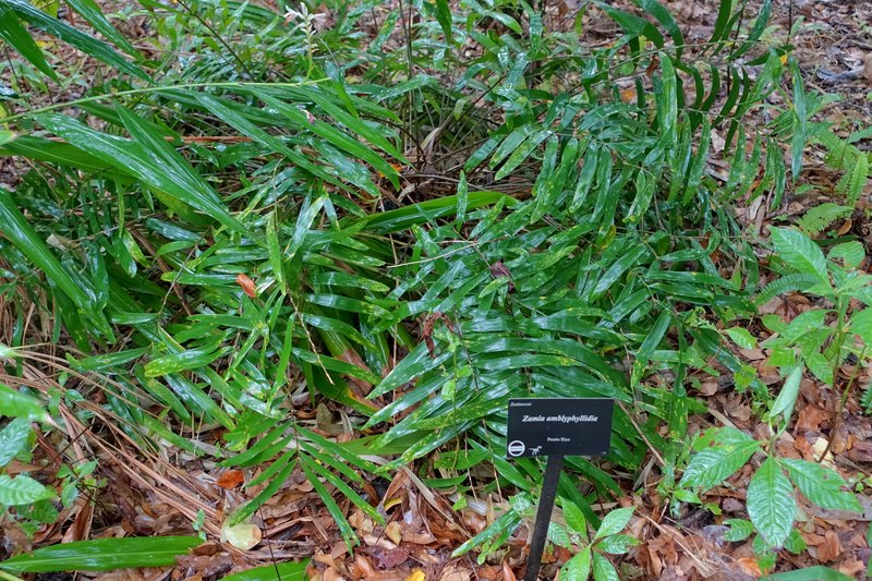 Zamia photo 6
