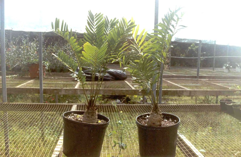 Zamia photo 2
