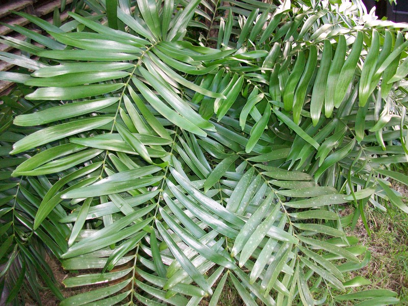Zamia