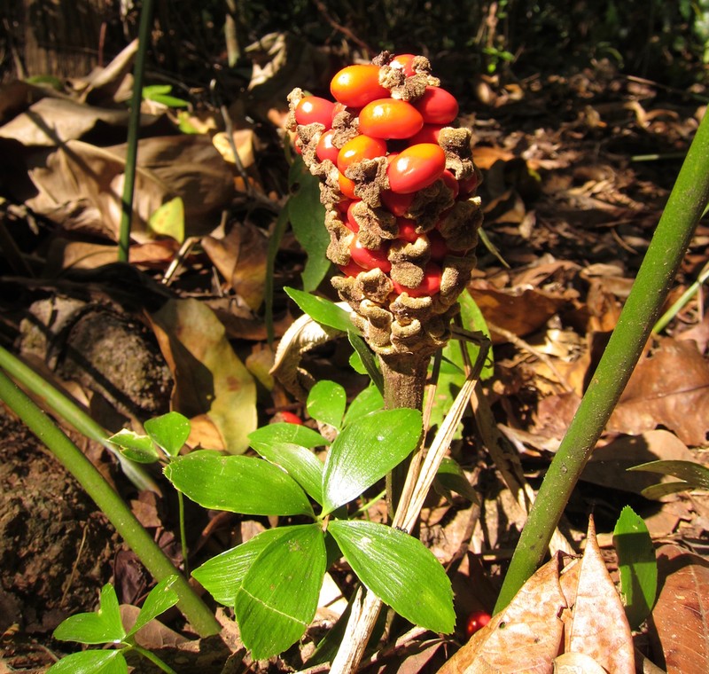 Zamia brasiliensis