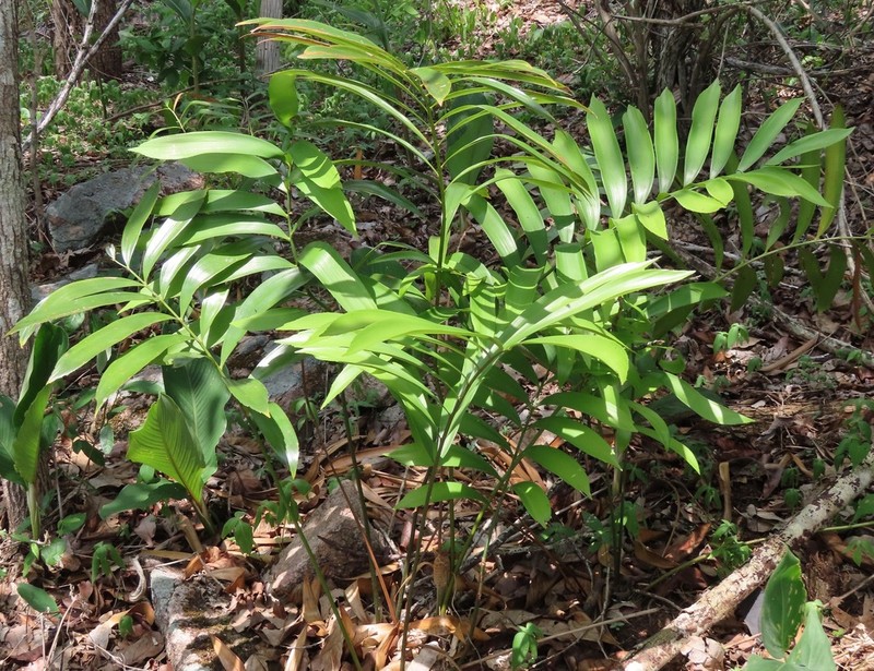 Zamia brasiliensis photo 2