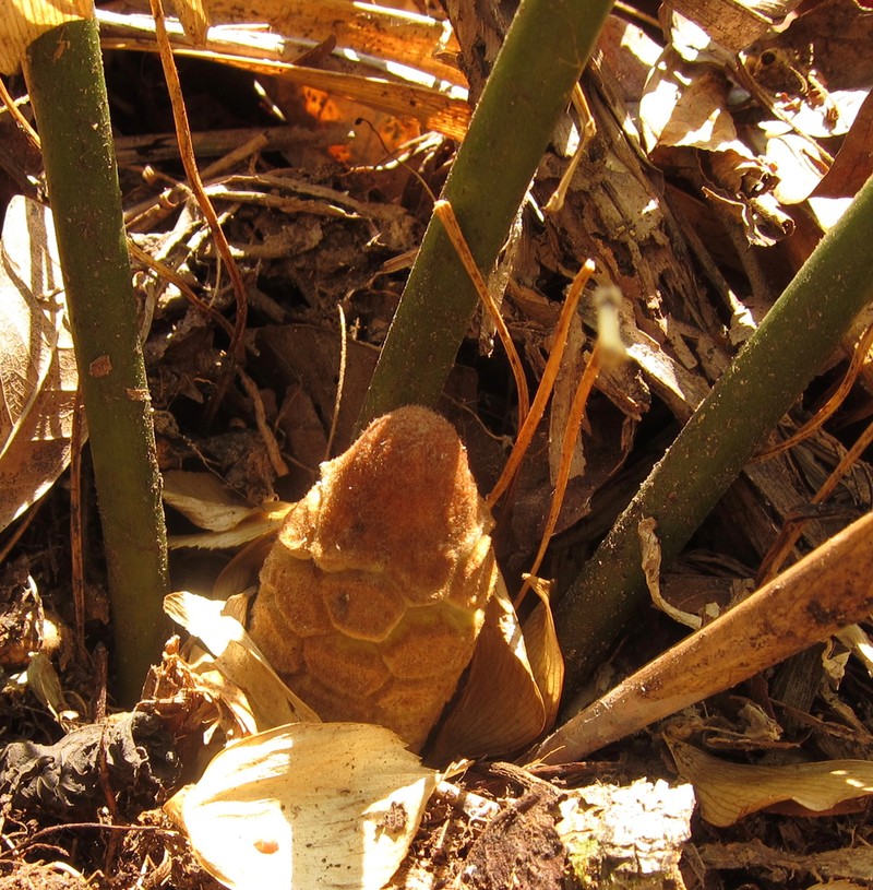 Zamia brasiliensis photo 3