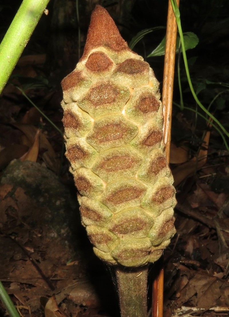 Zamia brasiliensis photo 4