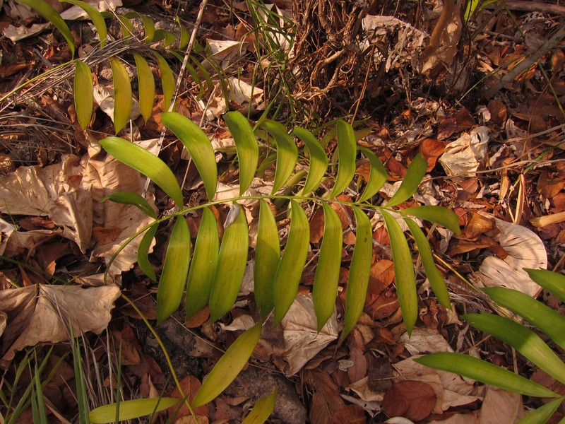 Zamia brasiliensis photo 5
