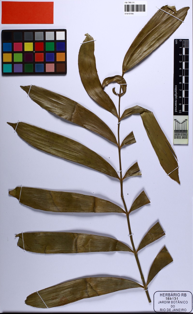 Zamia brasiliensis photo 6