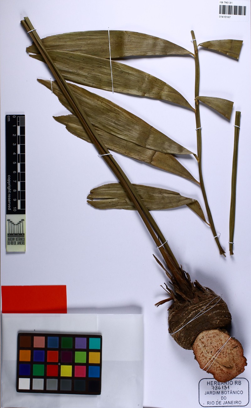 Zamia brasiliensis photo 7