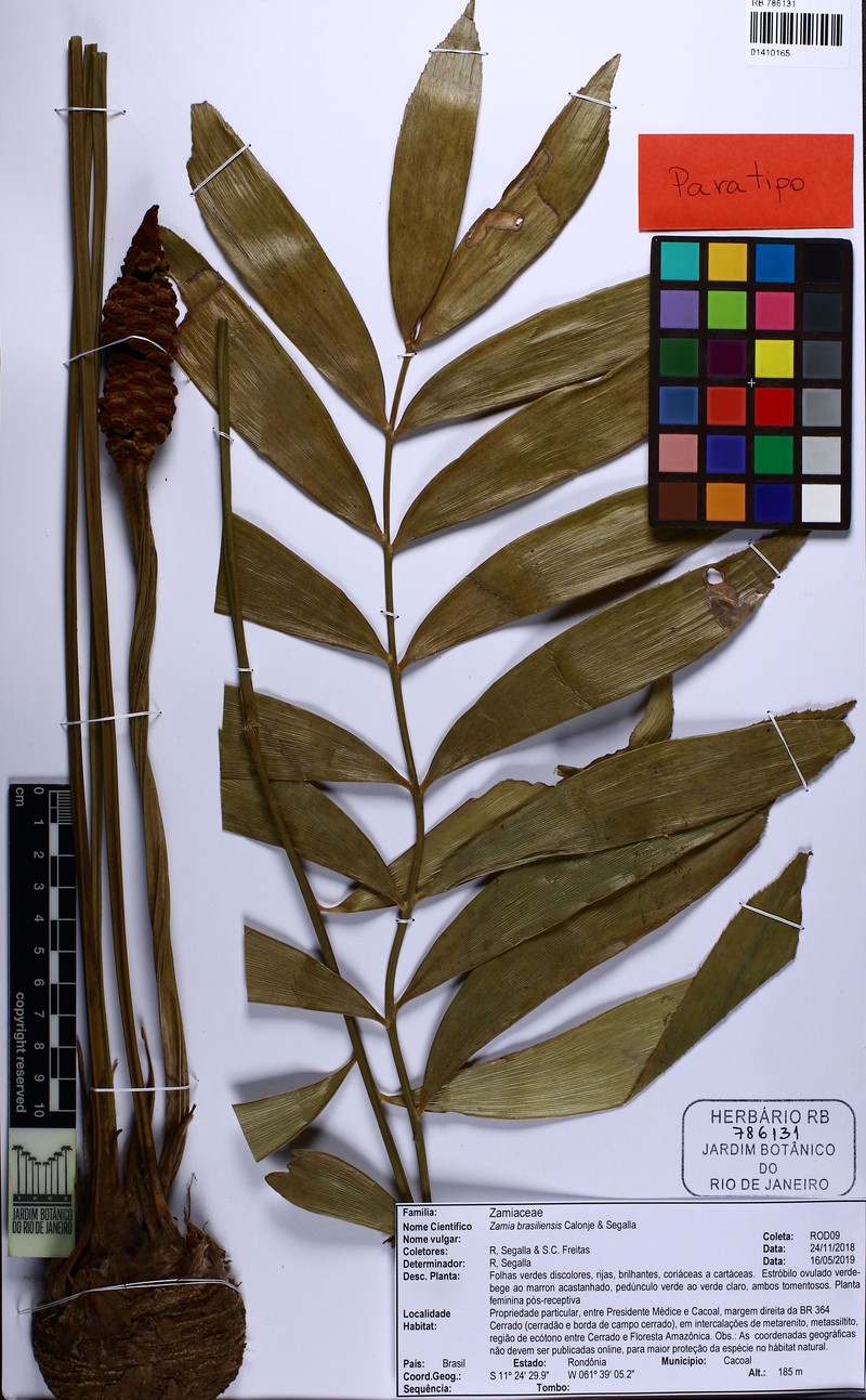 Zamia brasiliensis photo 8