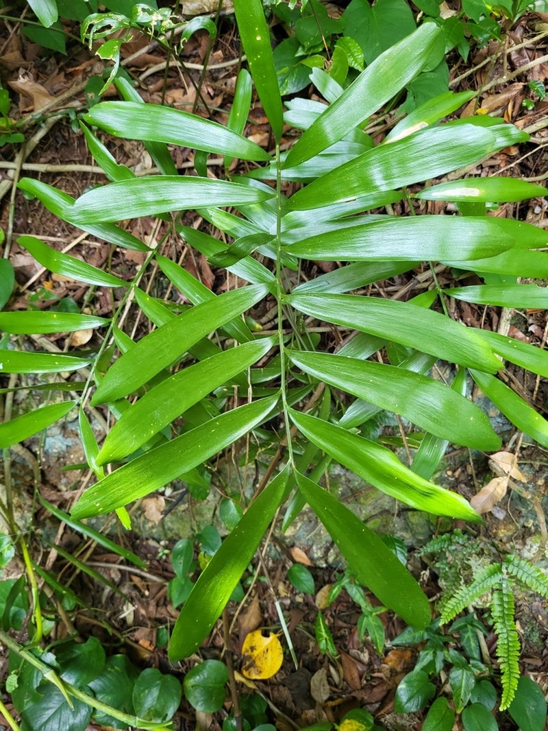 Zamia photo 3