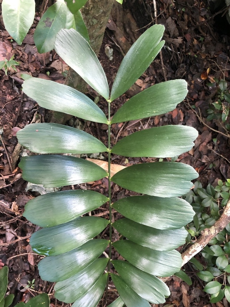 Zamia photo 4