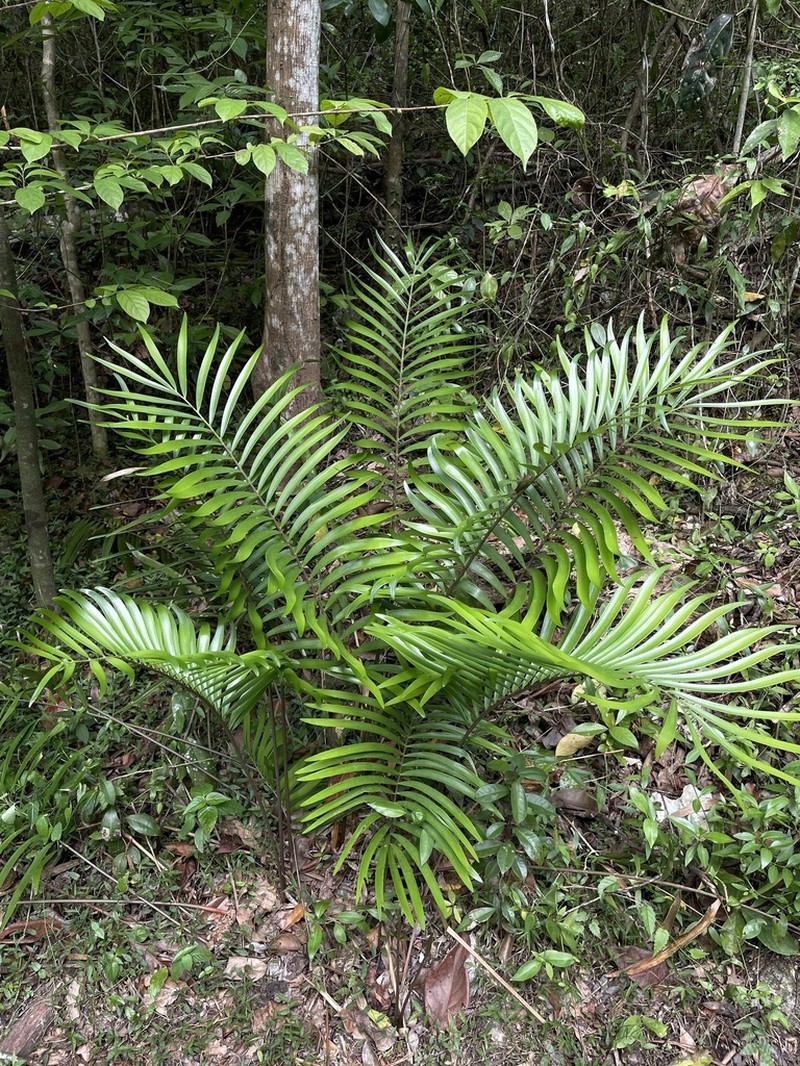 Zamia photo 5