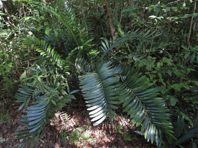Zamia photo 6