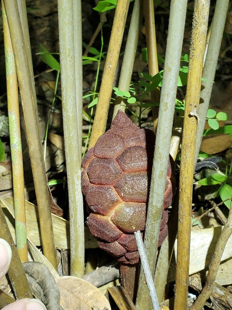 Zamia photo 7