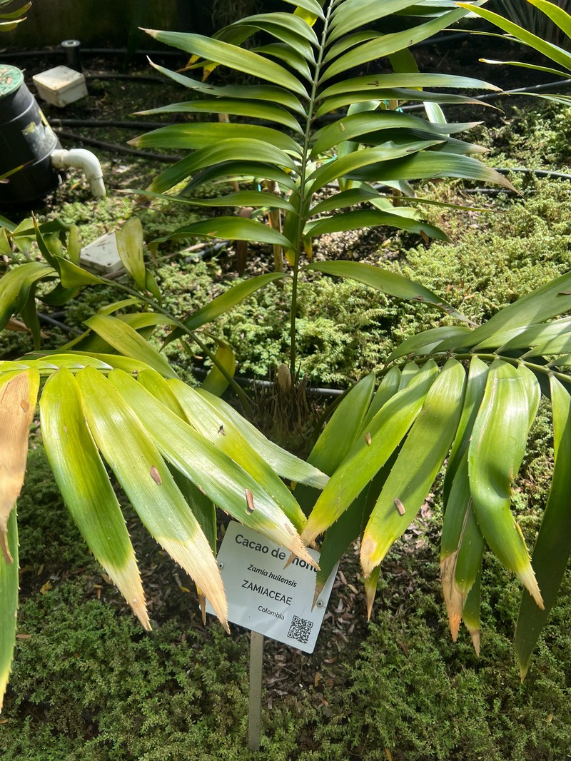 Zamia huilensis