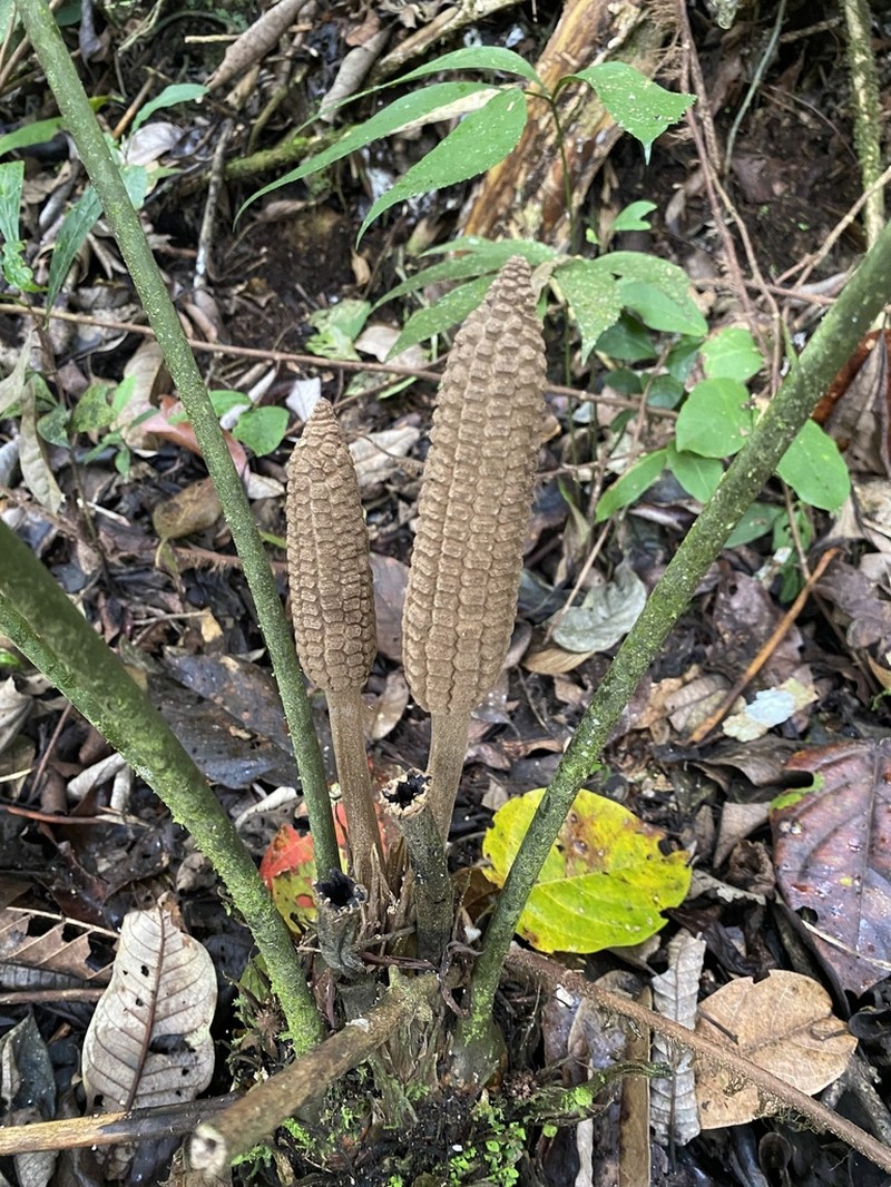 Zamia huilensis photo 2