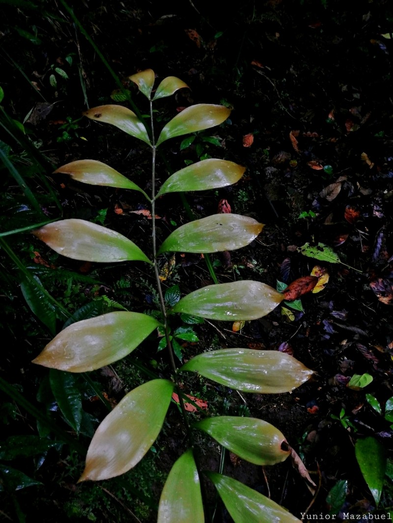 Zamia huilensis photo 3