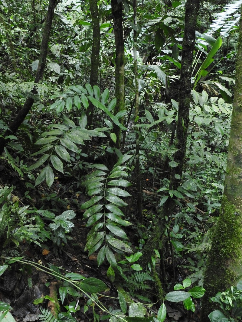 Zamia huilensis photo 4