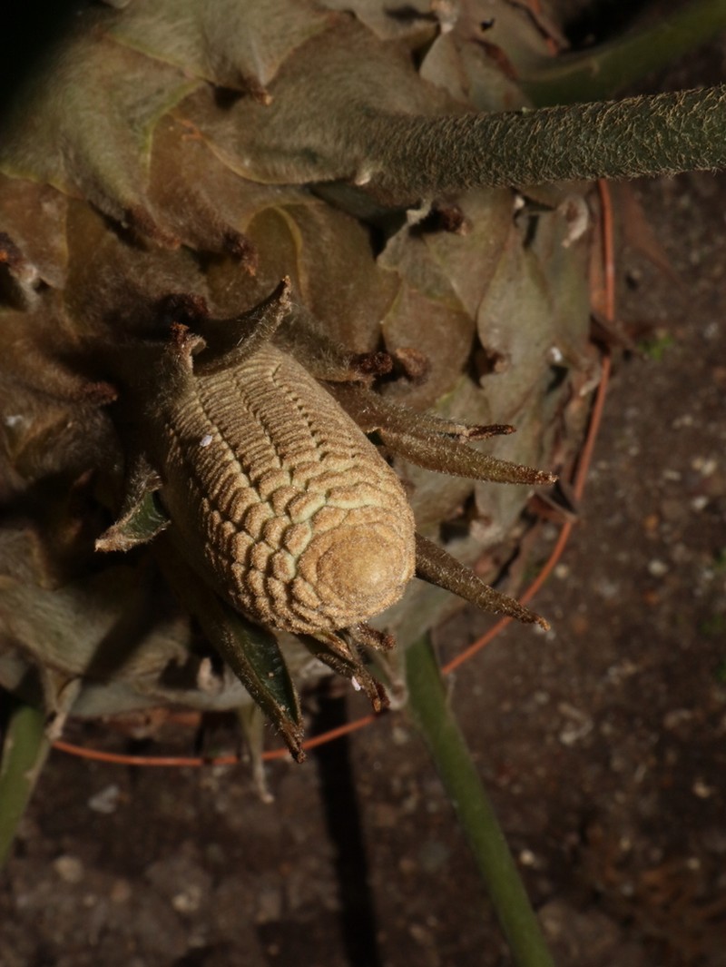 Zamia huilensis photo 5