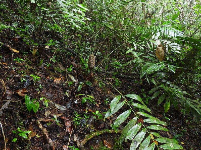 Zamia huilensis photo 6