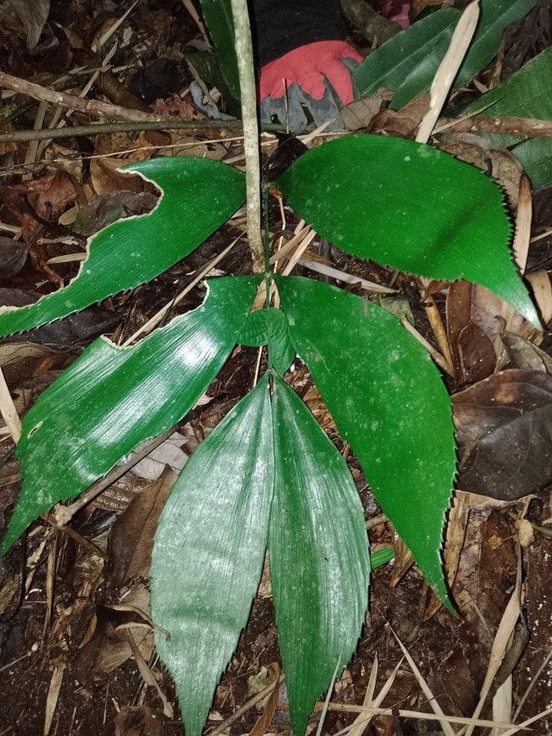 Zamia huilensis photo 7