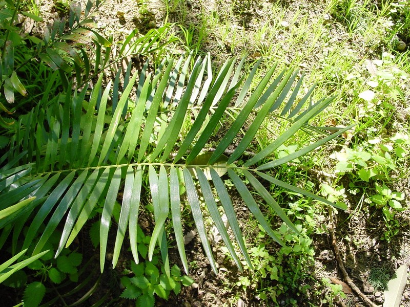 Zamia integrifolia
