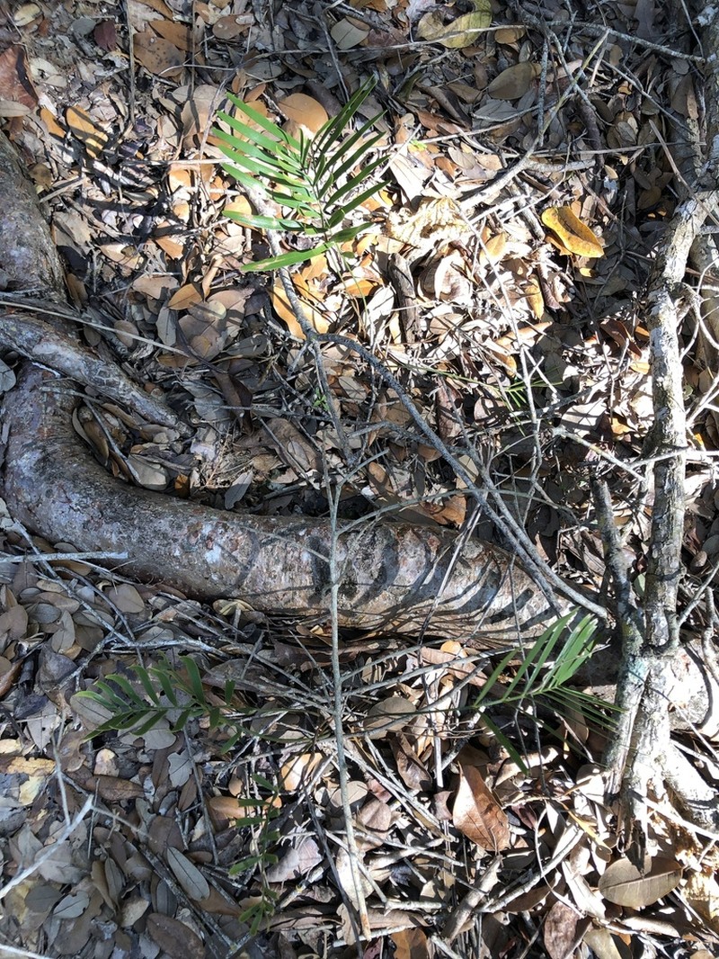 Zamia integrifolia photo 3