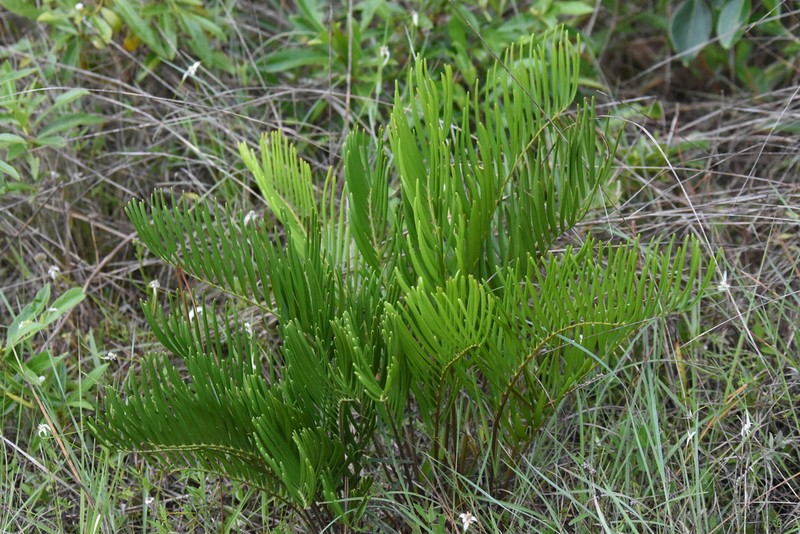 Zamia integrifolia photo 4