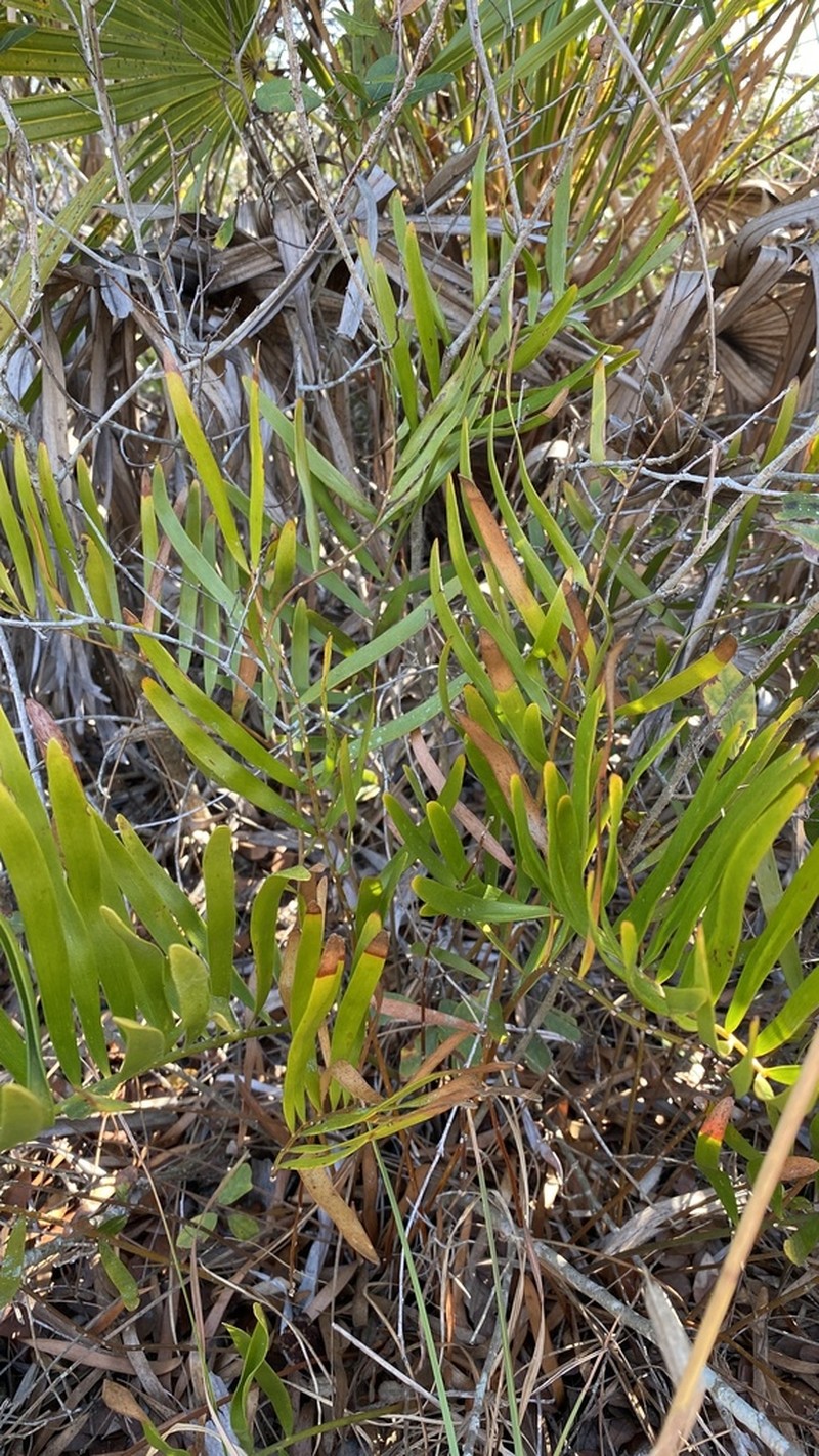 Zamia integrifolia photo 5