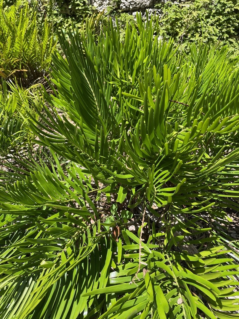 Zamia integrifolia photo 6